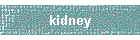 kidney