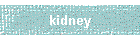 kidney