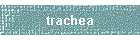 trachea