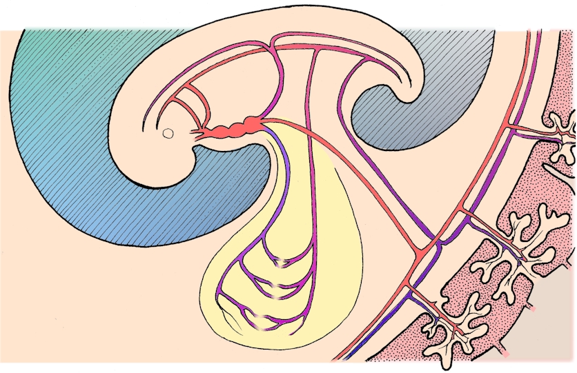 circulatory system diagram to label. I drew this schematic diagram
