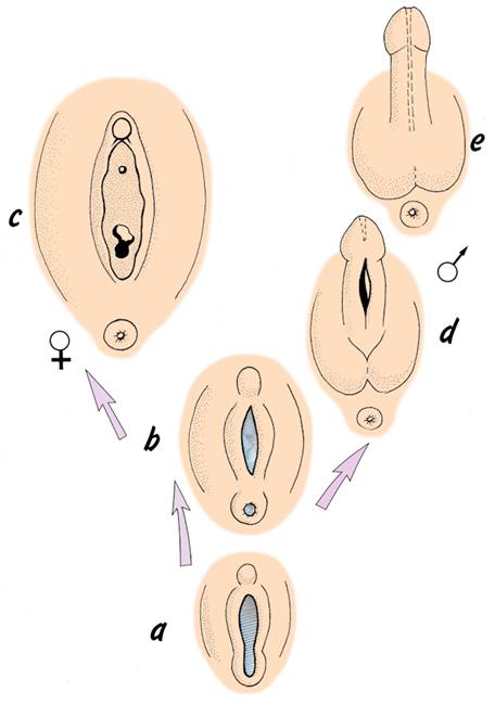 cysts on labia. about cyst on labia minora